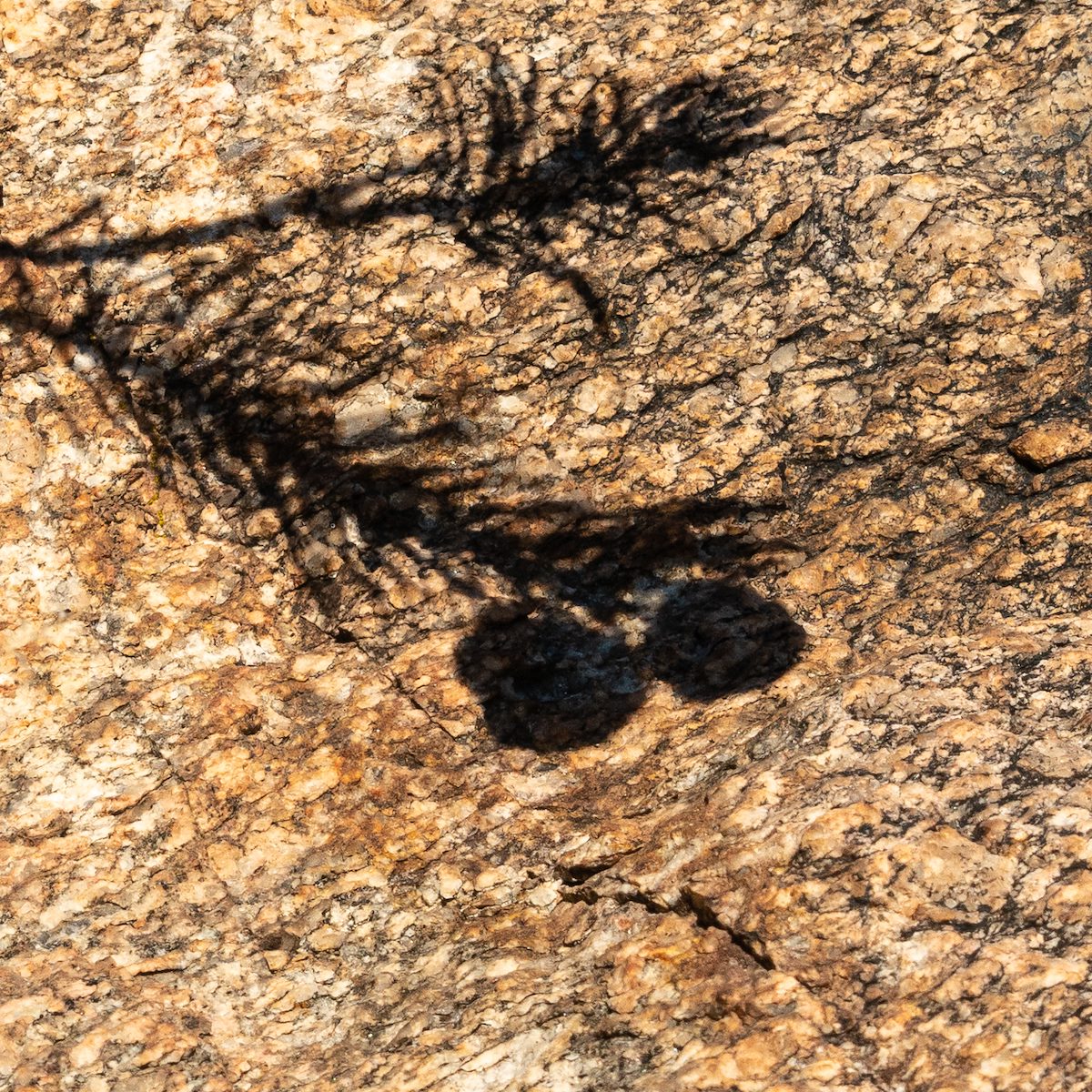 2019 December Milkweed Shadow