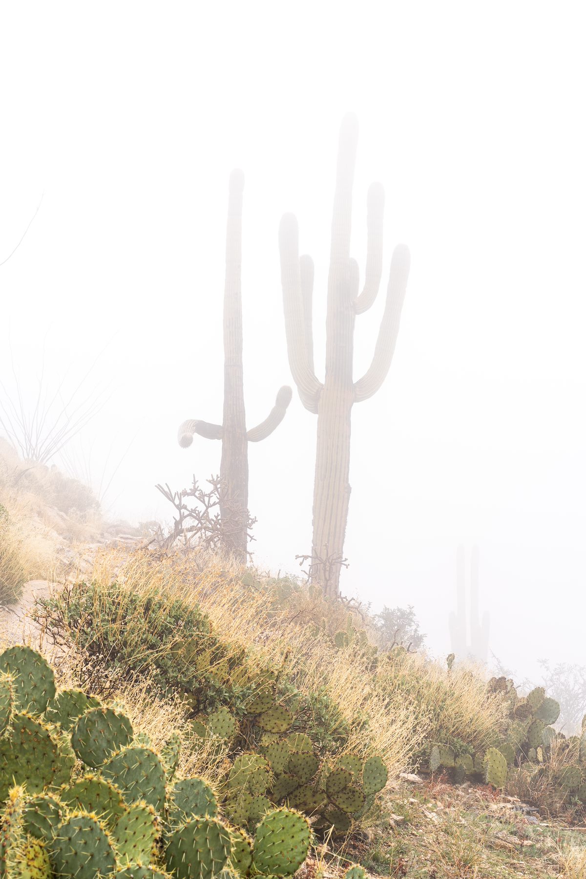 2019 December Saguaros in the Clouds on Blacketts Ridge