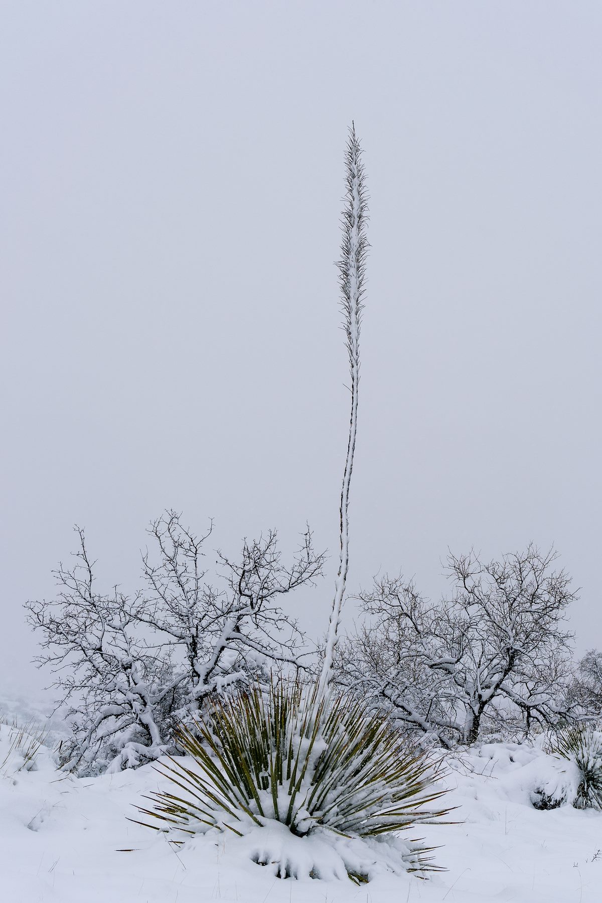 2019 February Agave in the Snow