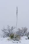 2019 February Agave in the Snow