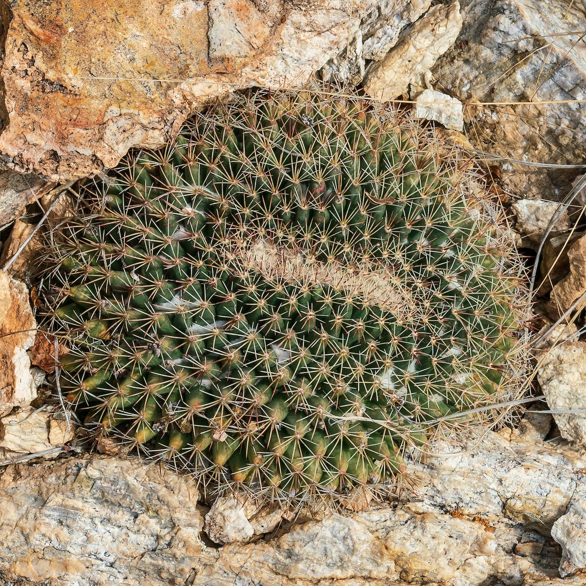 2019 February Cactus on the Agua Caliente Canyon Trail