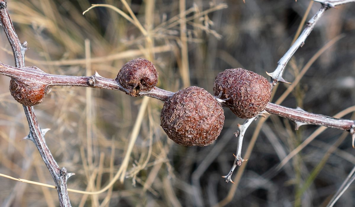 2019 February Cats Claw Galls