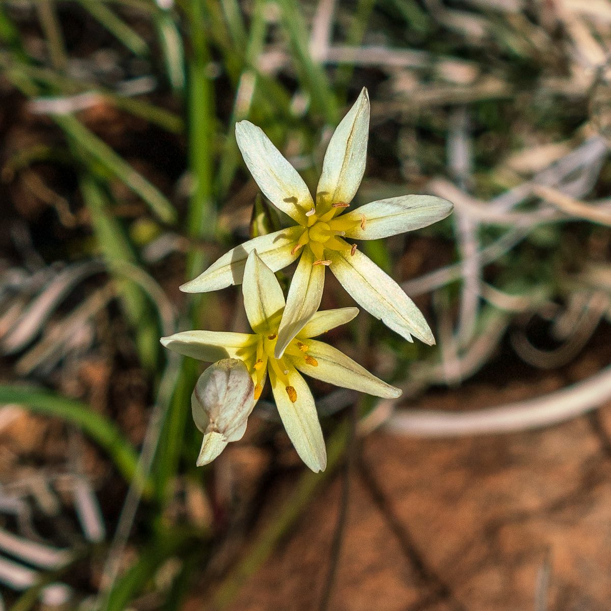 2019 February Crow Poison