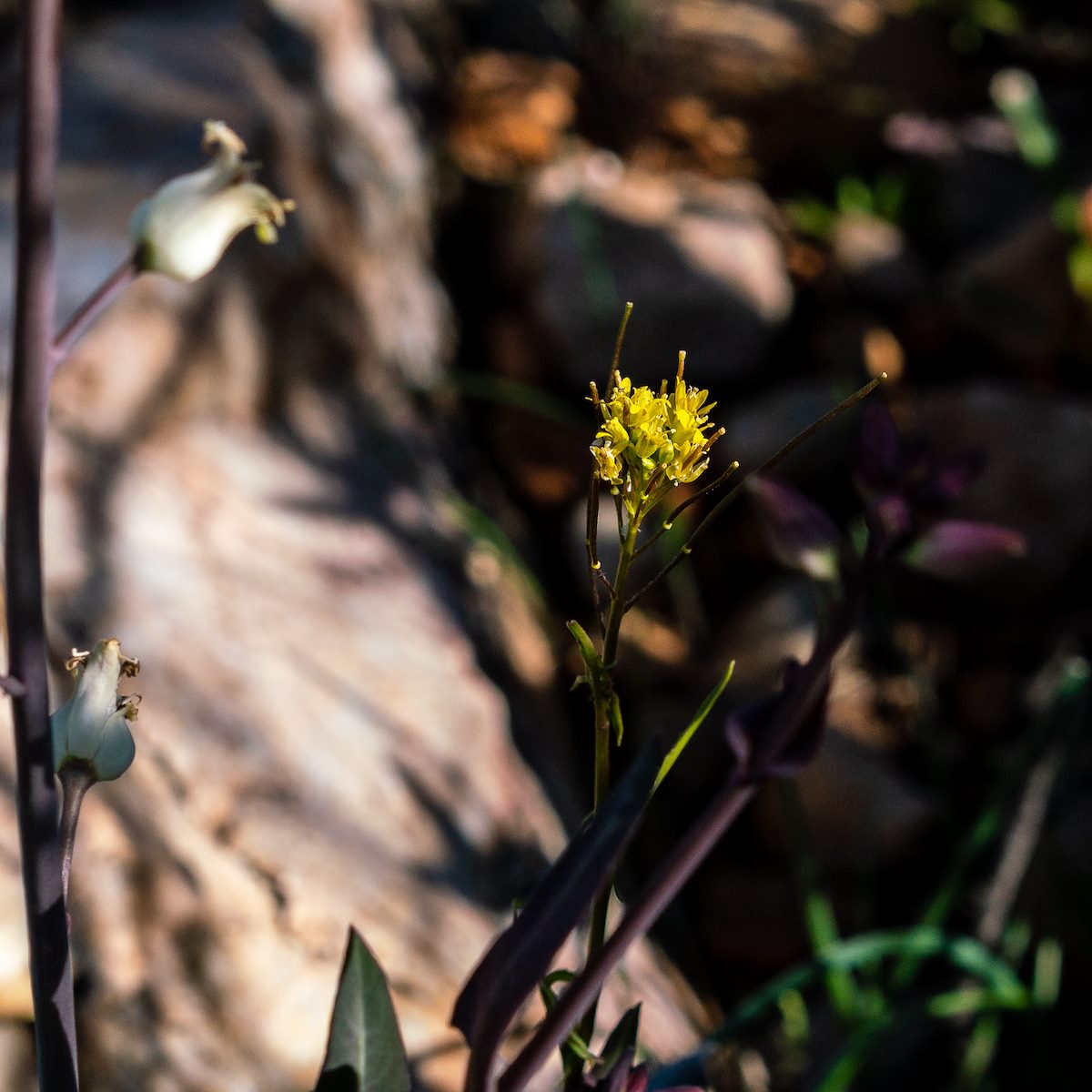 2019 February London Rocket