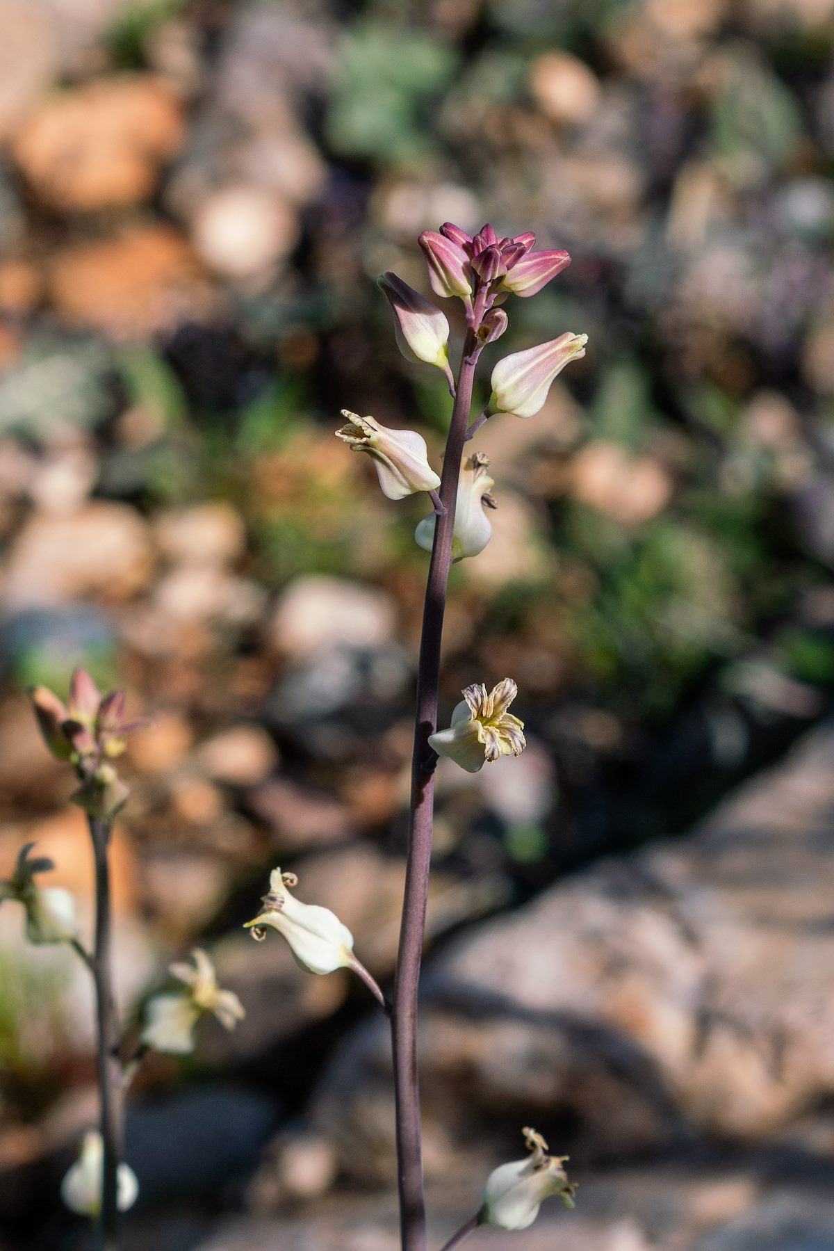 2019 February Lyreleaf Jewelflower above Edgar Canyon