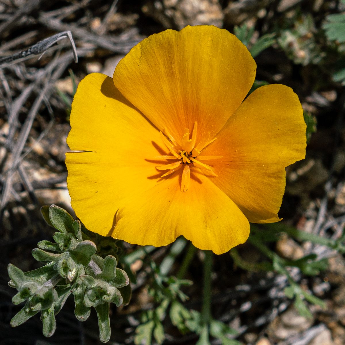 2019 February Poppy near Soldier Trail