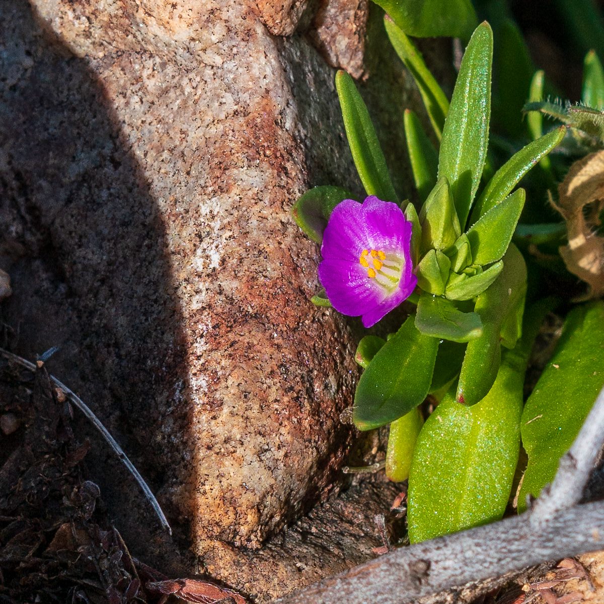 2019 February Red Maid above Edgar Canyon
