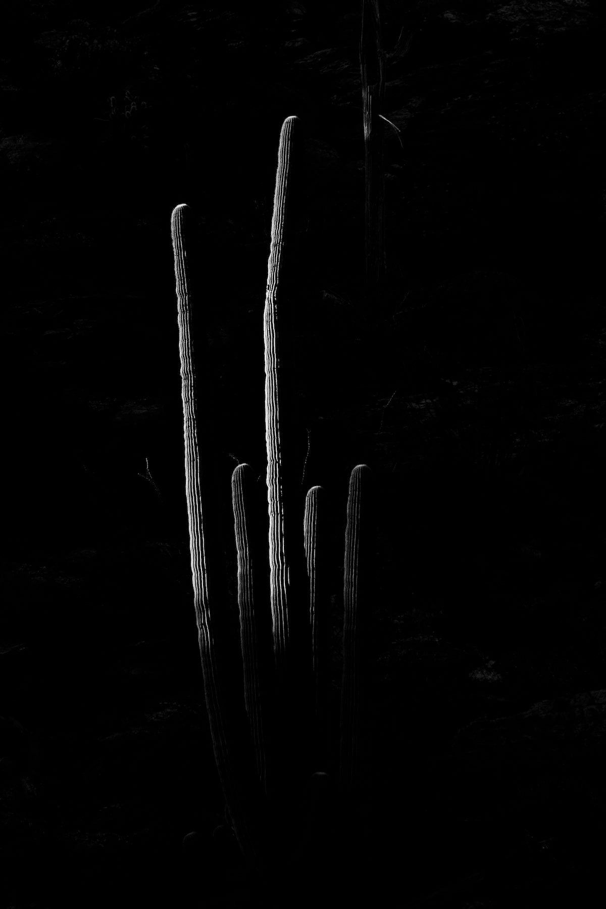 2019 February Saguaro