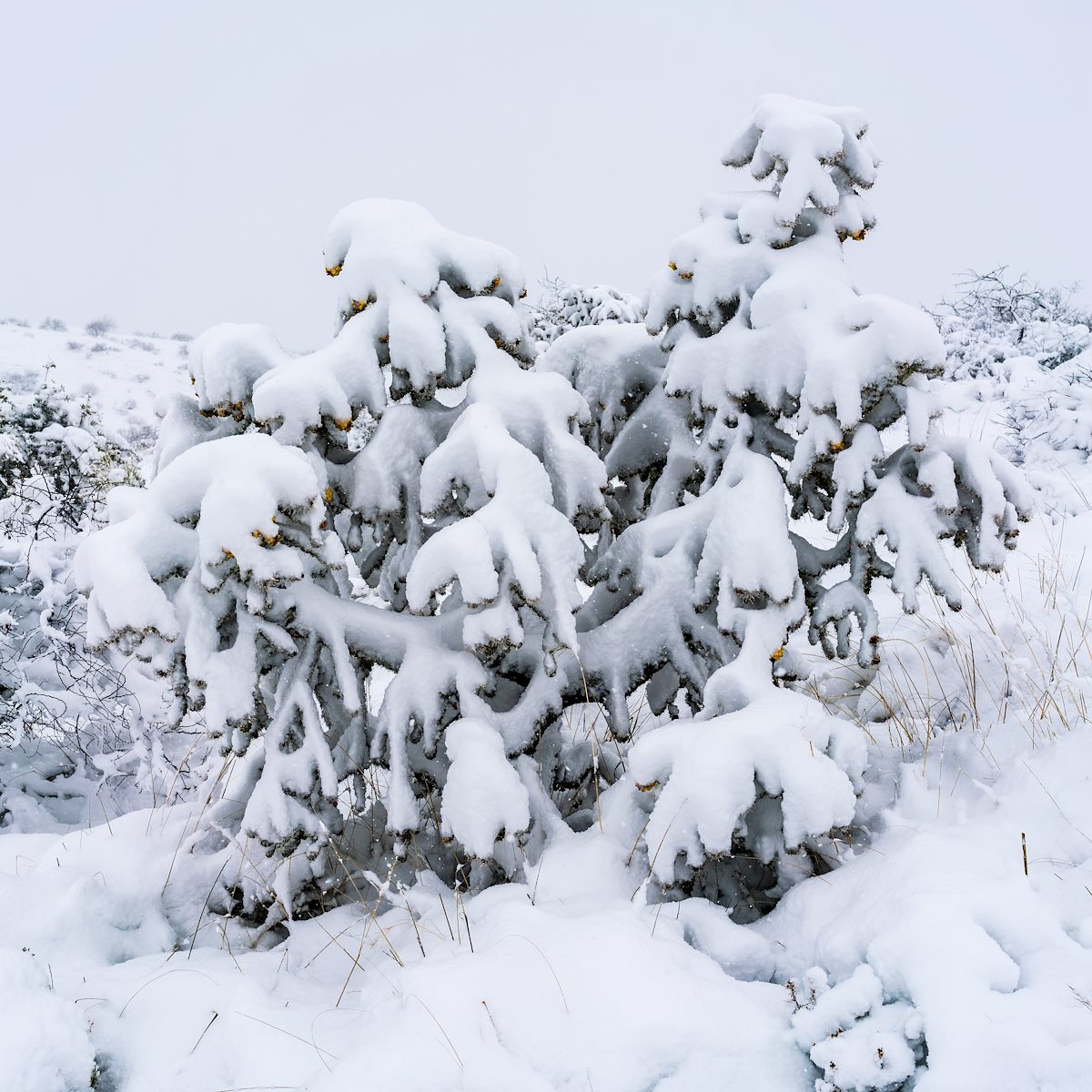 2019 February Snow Covered Cholla