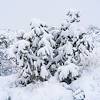 2019 February Snow Covered Cholla
