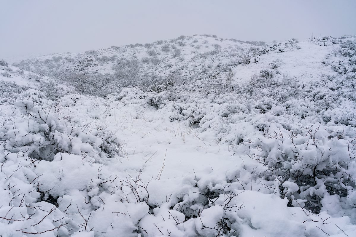 2019 February Snow in Oracle State Park