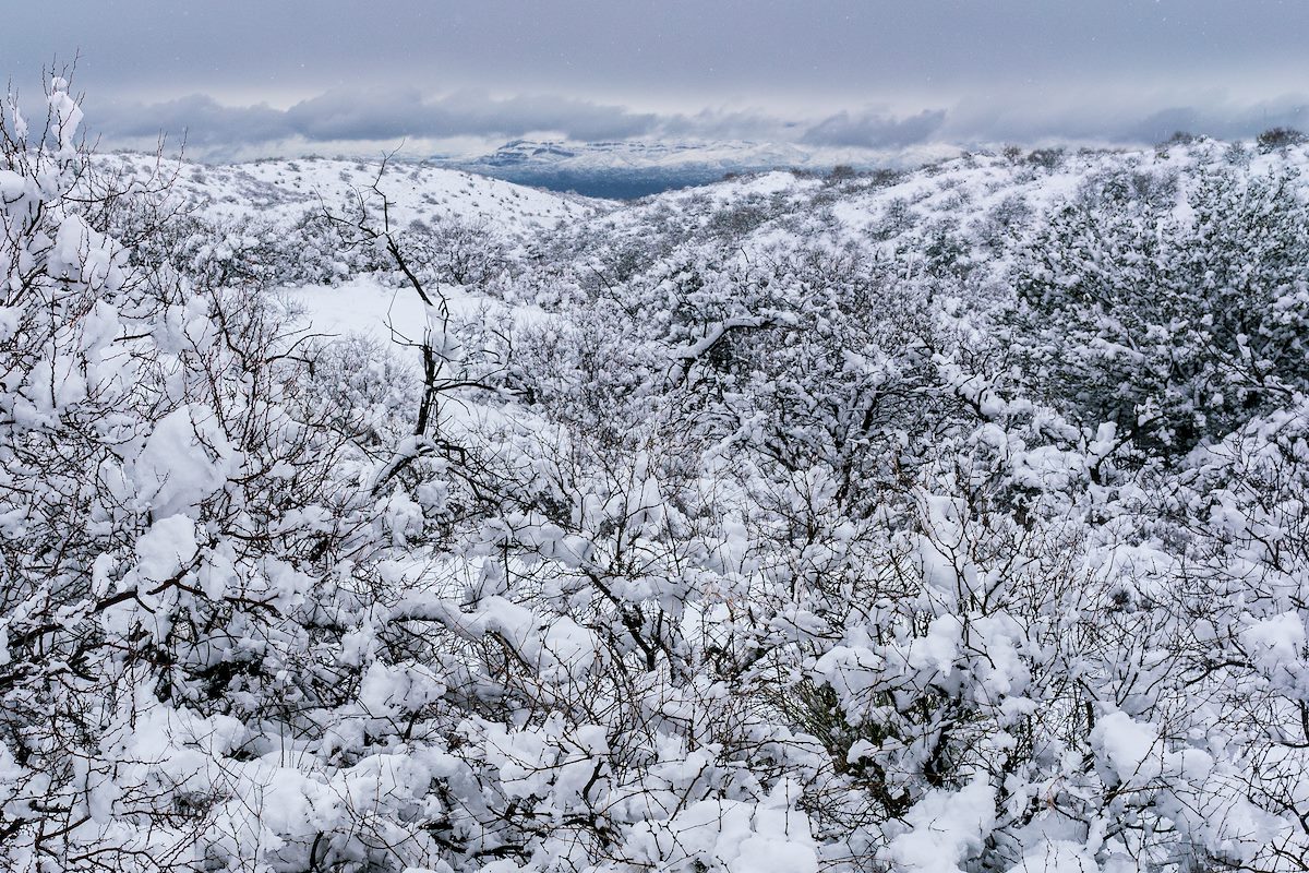 2019 February Snow on the Bellota Trail in Oracle State Park