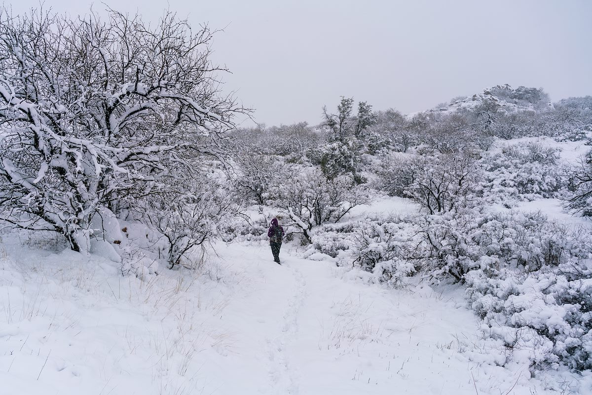 2019 February Snow on the Mariposa Trail 01