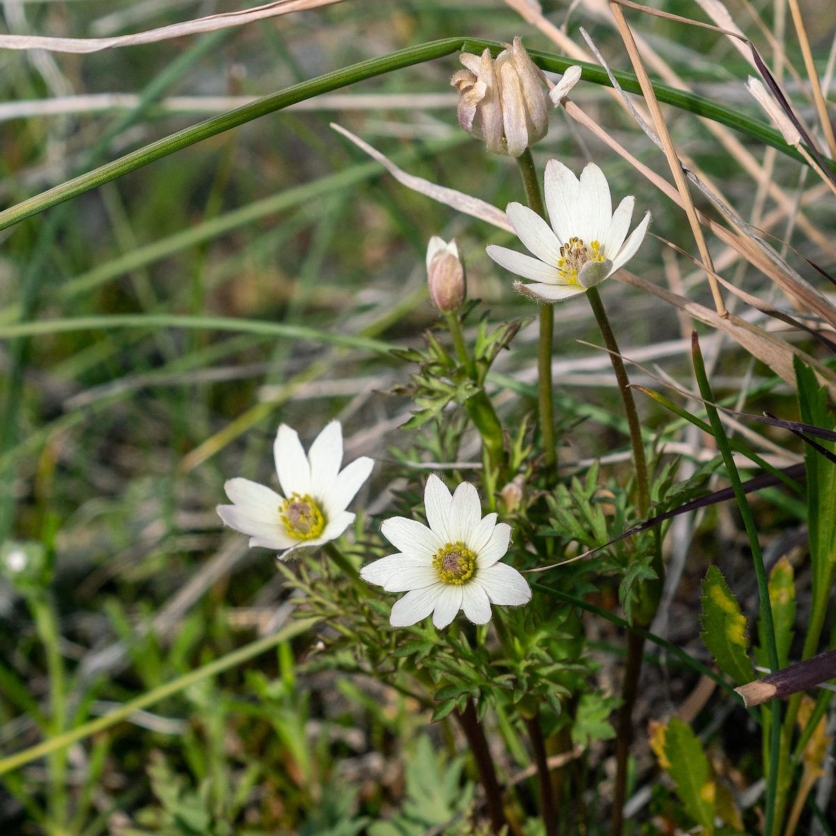 2019 February Tuber Anemone