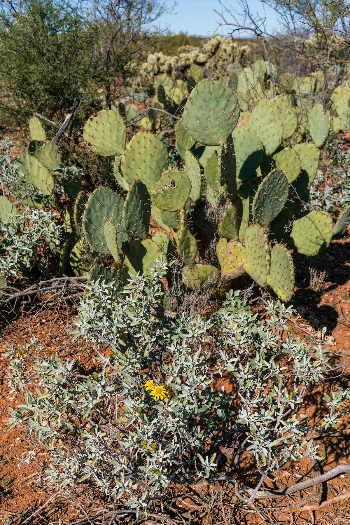 2019 January Brittlebush and Prickly Pear in Red Soil
