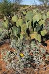 2019 January Brittlebush and Prickly Pear in Red Soil