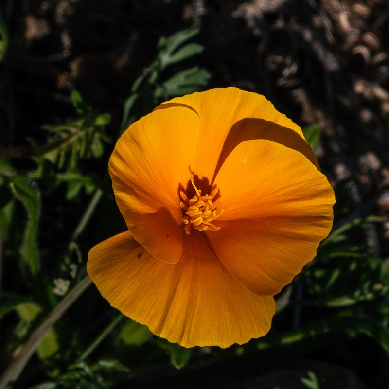 2019 January California Poppy on the La Milagrosa Trail