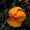 2019 January California Poppy on the La Milagrosa Trail