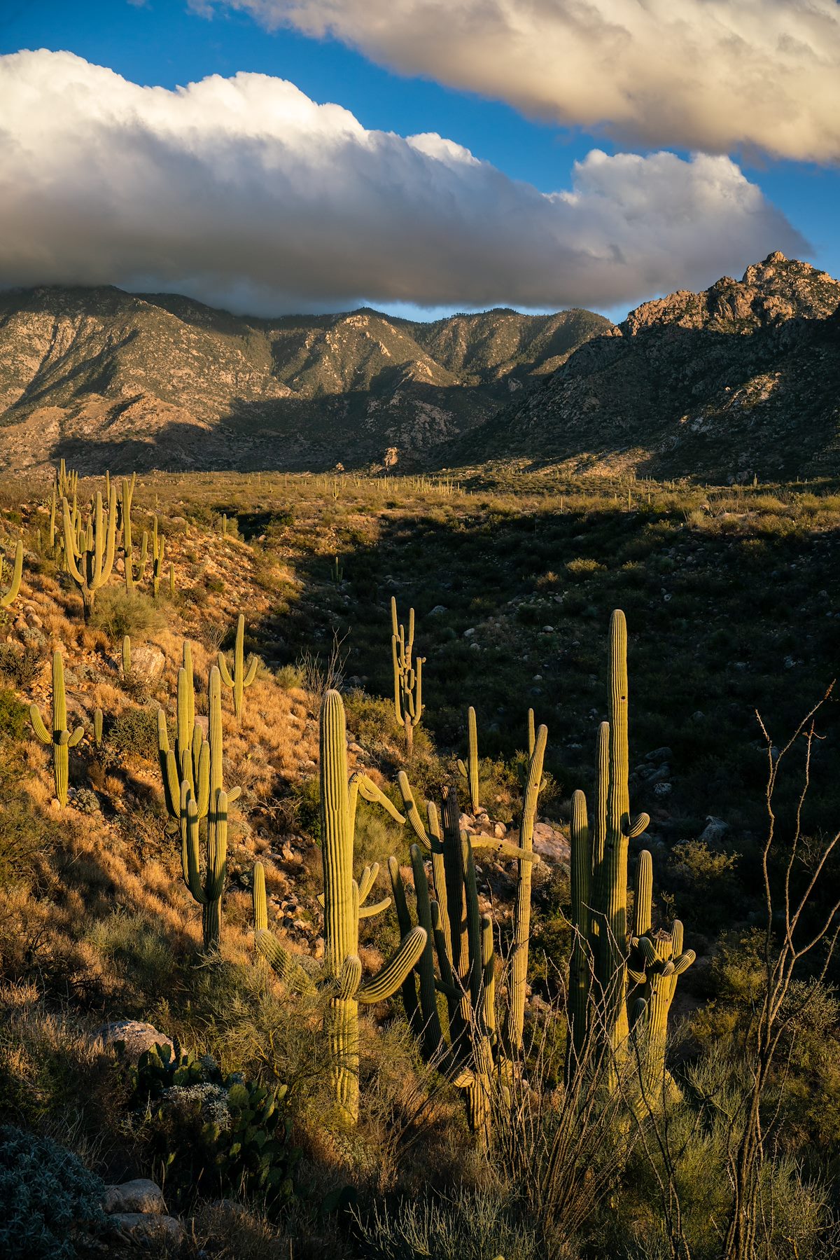 2019 January Canyon east of the Sutherland Trail