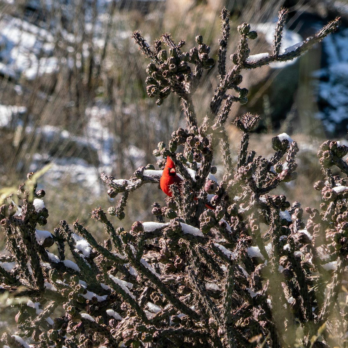 2019 January Cardinal