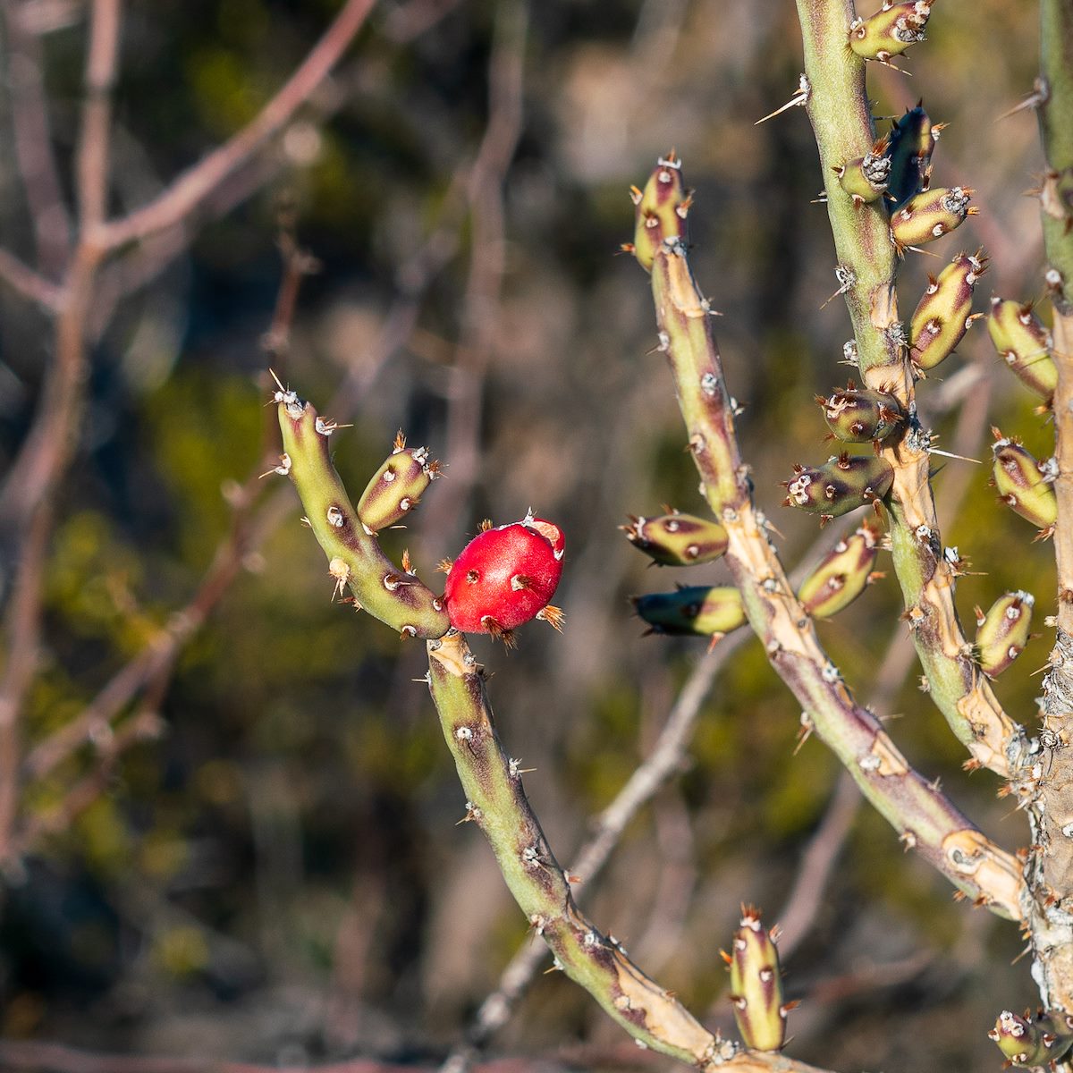 2019 January Christmas Cactus