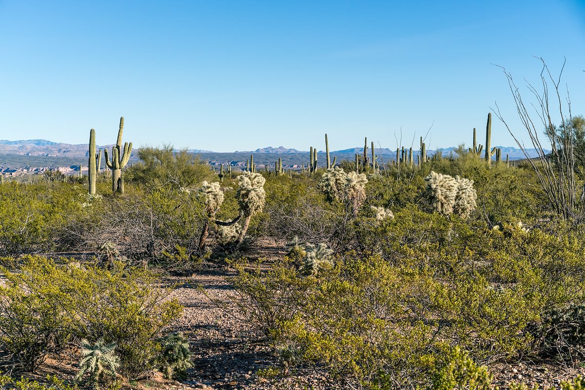 2019 January Desert along the SunZia Route