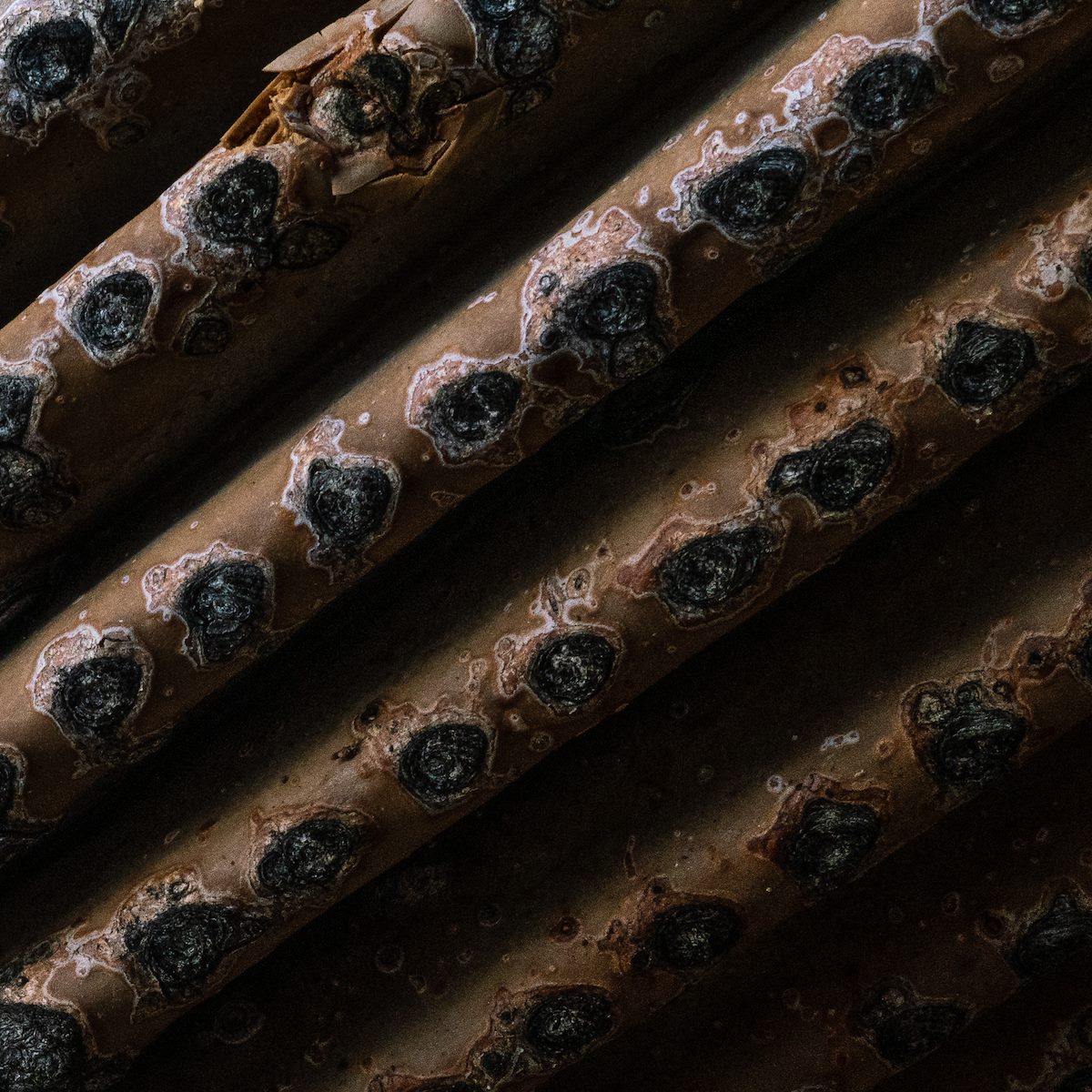 2019 January Fallen Saguaro on the Pontatoc Ridge Trail