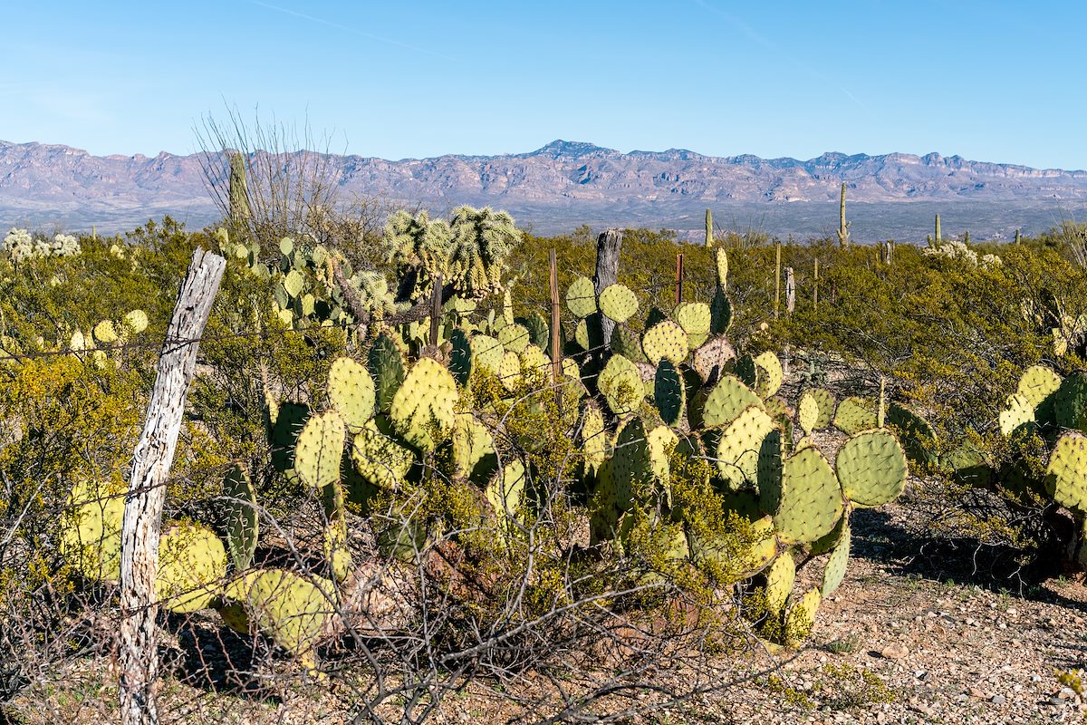 2019 January Fence Line with Bassett Peak in the background on the SunZia Route