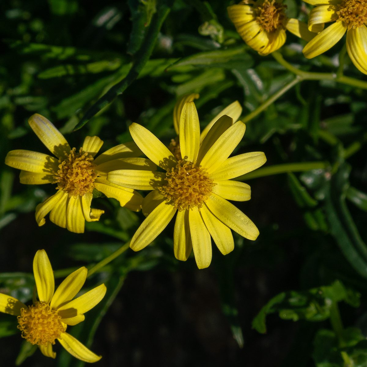 2019 January Goldeneye on the La Milagrosa Trail