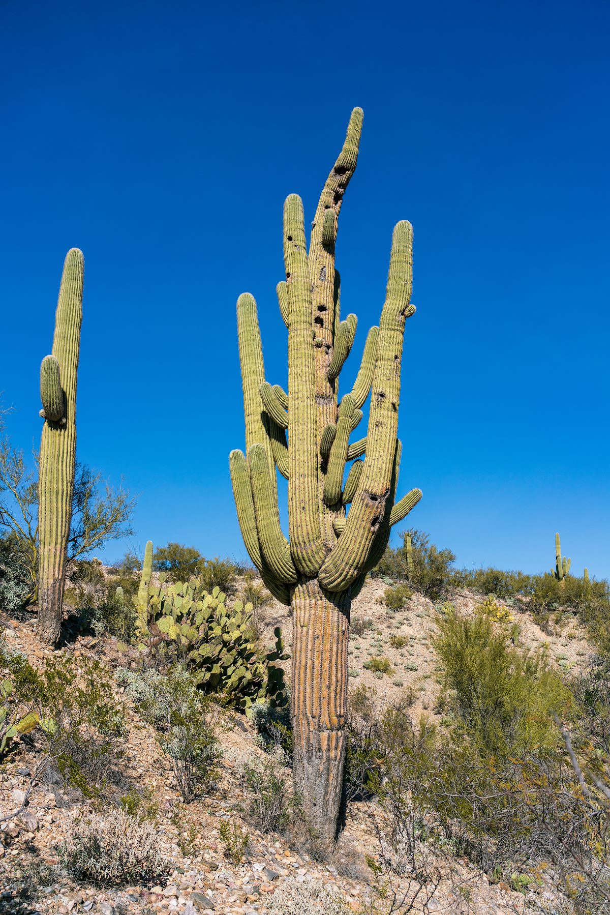 2019 January Old Saguaro near the SunZia Route
