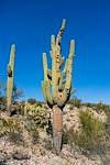 2019 January Old Saguaro near the SunZia Route