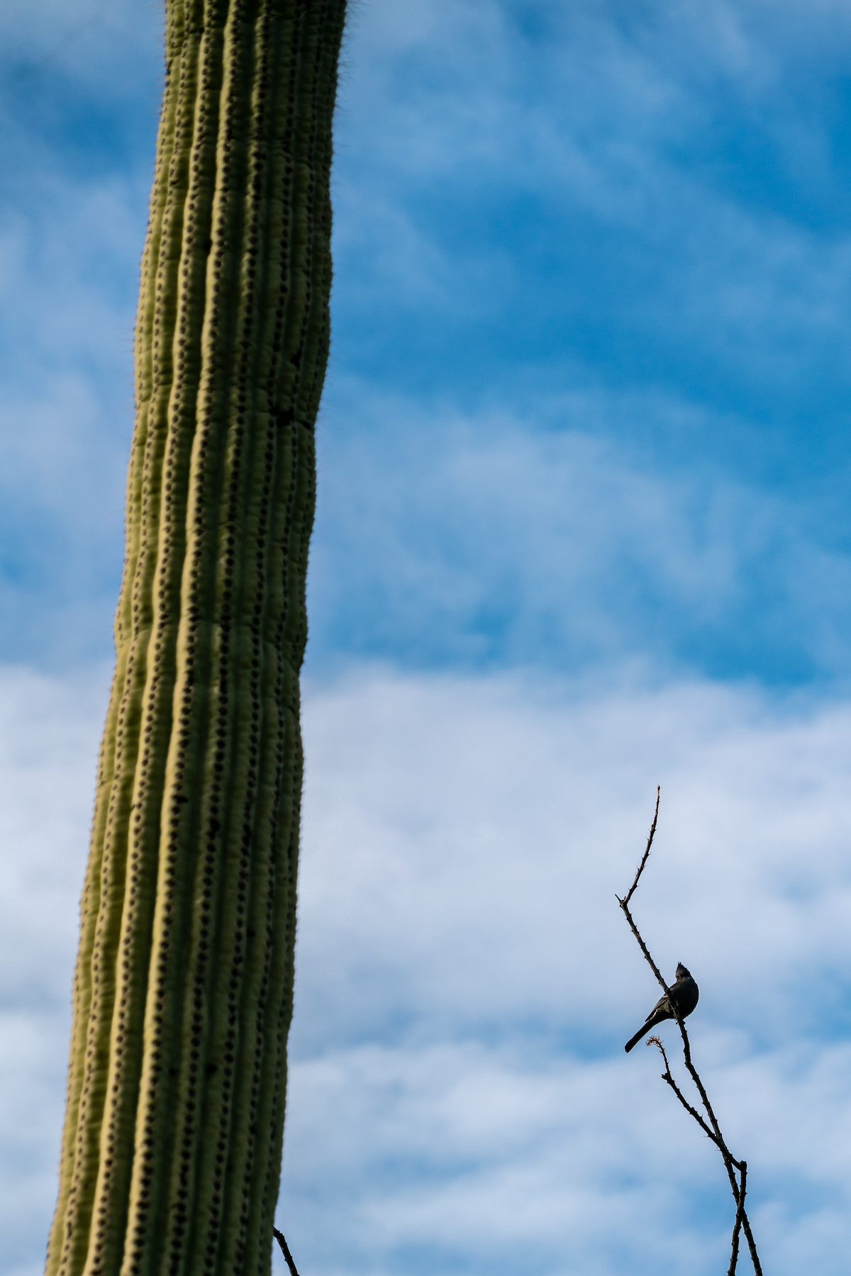 2019 January Phanopepla along the Pontatoc Trail