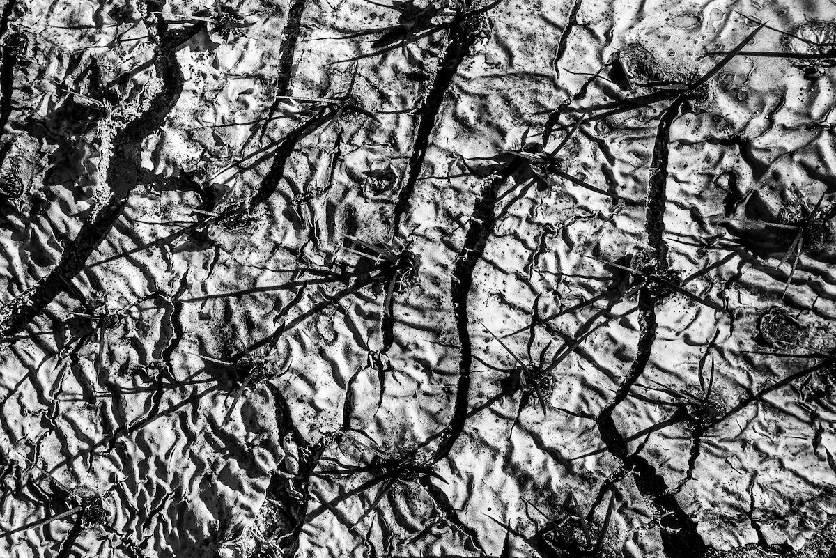 2019 January Prickly Pear in the Sun