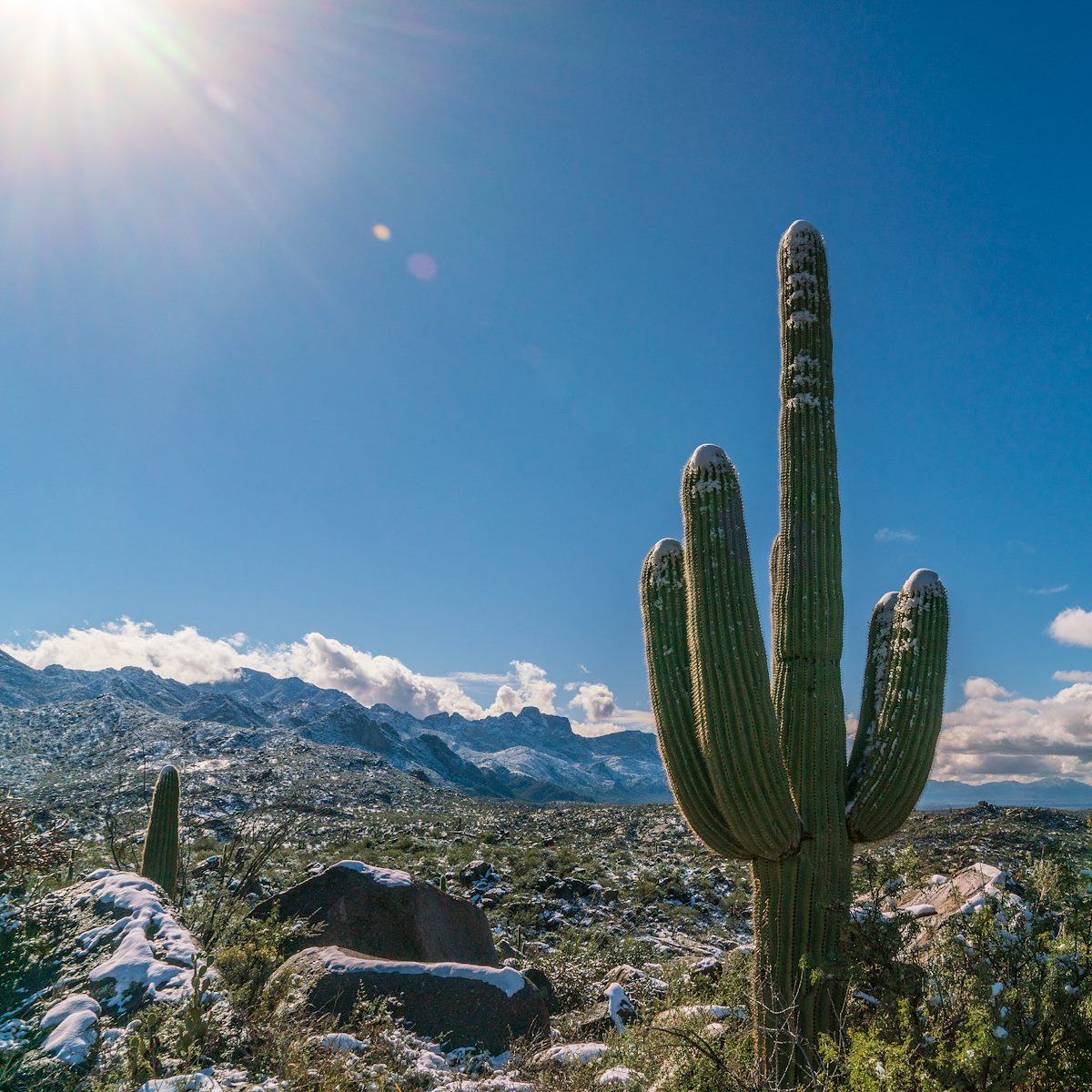 2019 January Saguaro Sun and Snow
