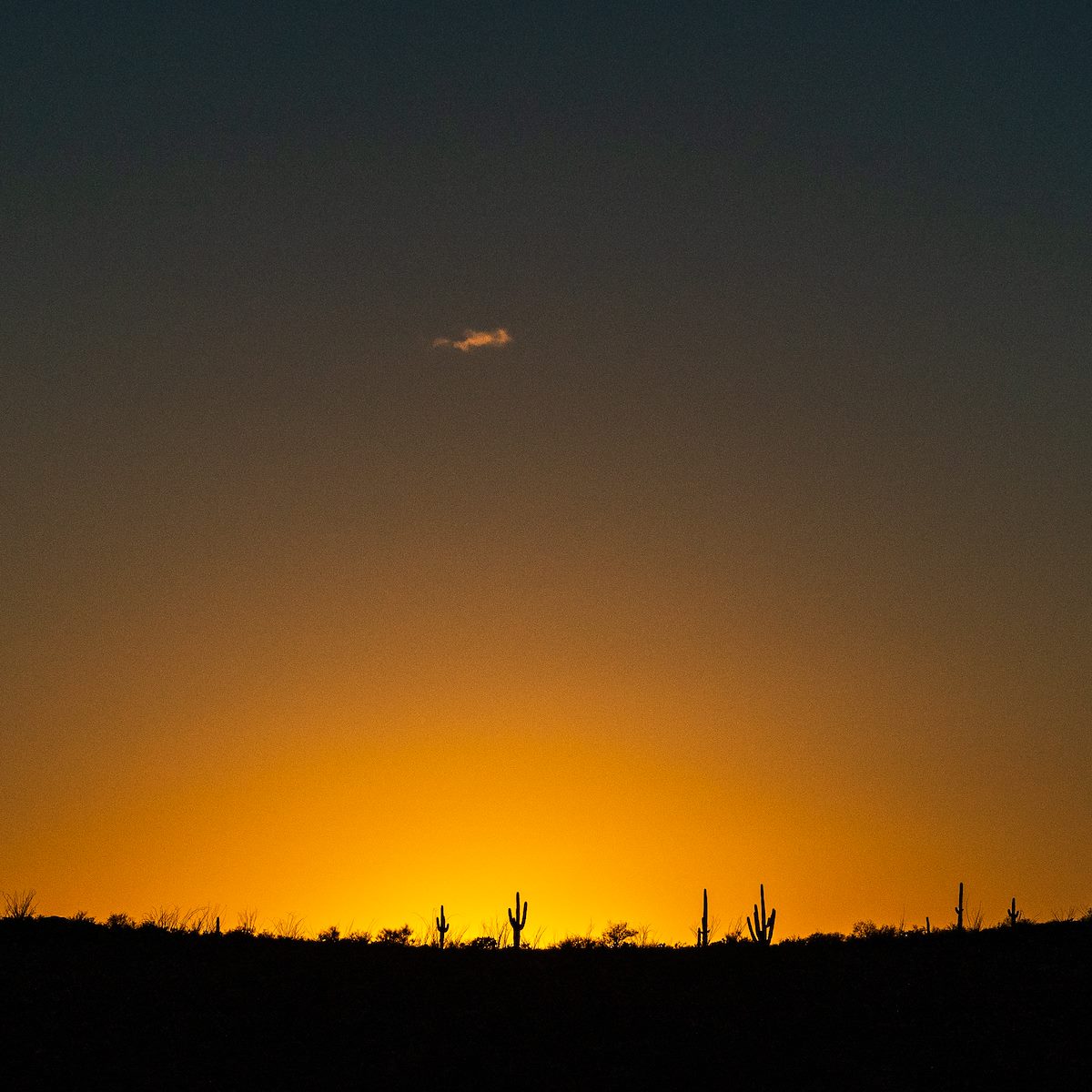 2019 January Saguaro Sunset