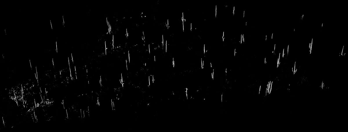 2019 January Saguaros and Sun