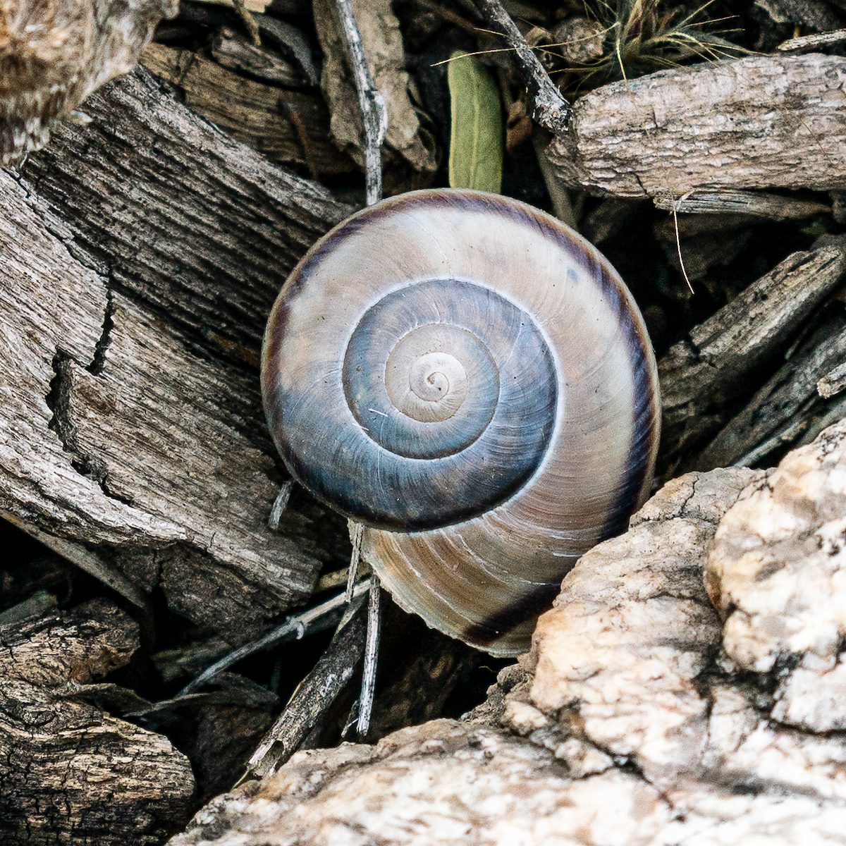 2019 January Snail Shell near Agua Caliente Canyon