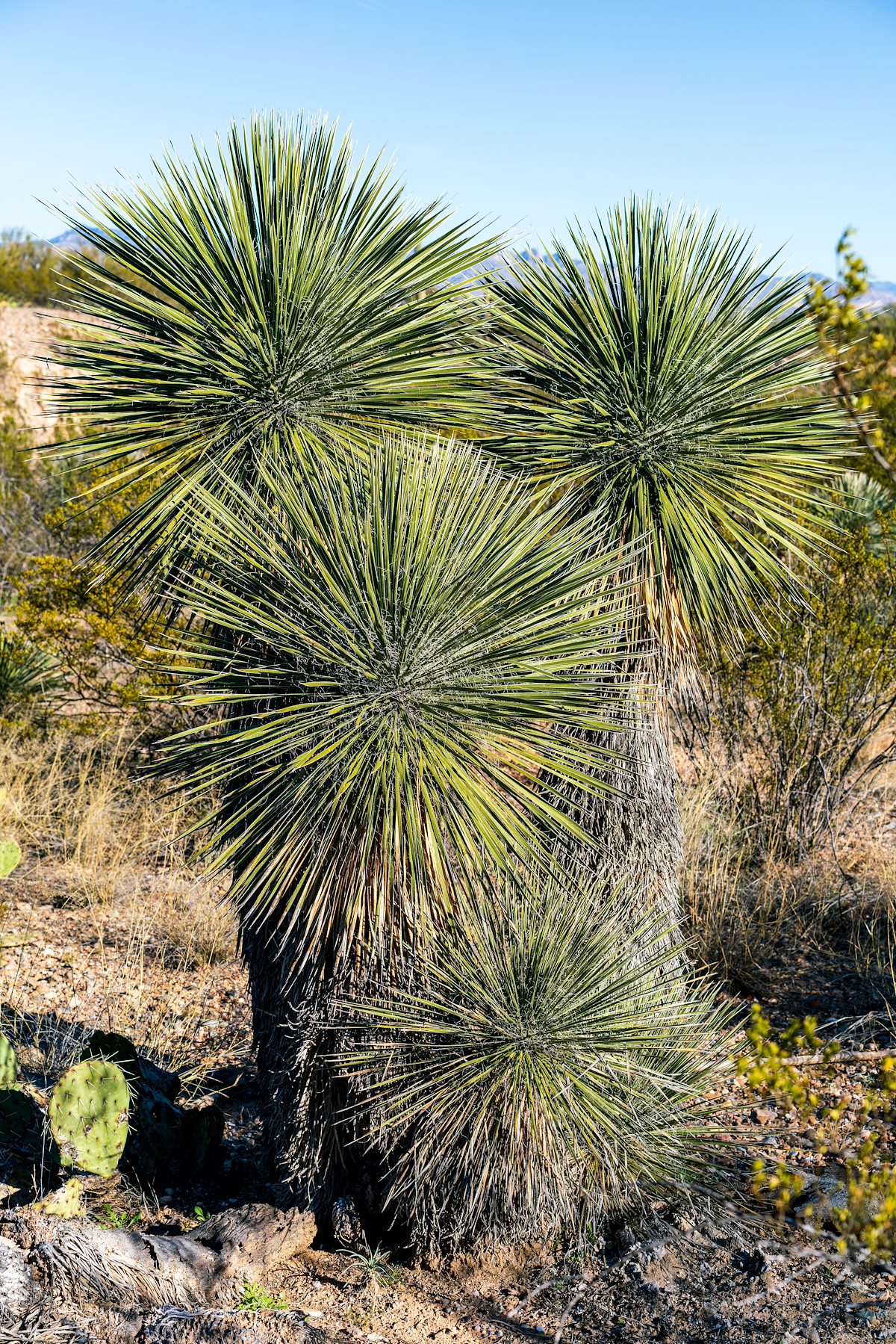 2019 January Soaptree Yucca along the SunZia Route