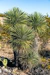 2019 January Soaptree Yucca along the SunZia Route