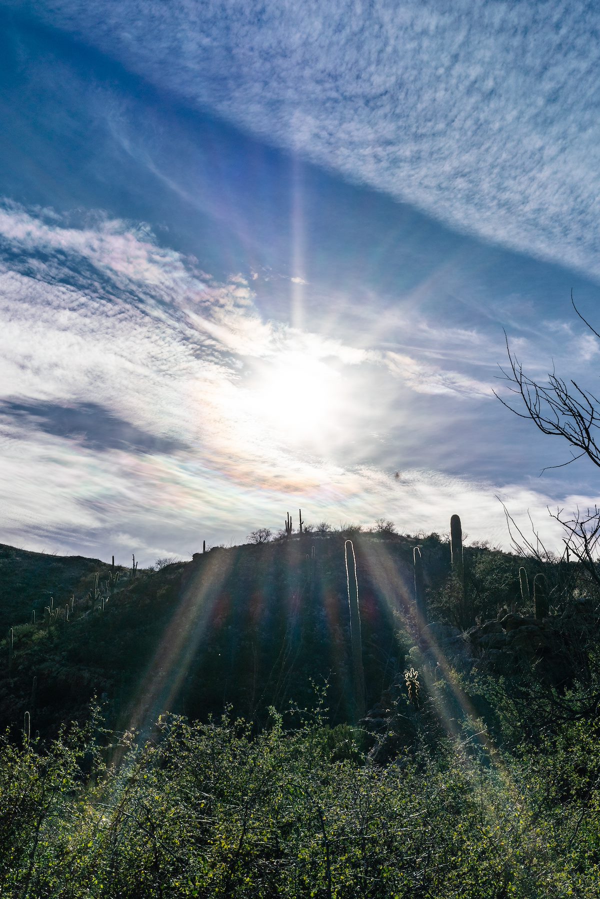 2019 January Sun on the Agua Caliente Canyon Trail