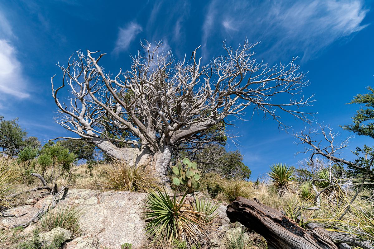 2019 July Frozen Giant