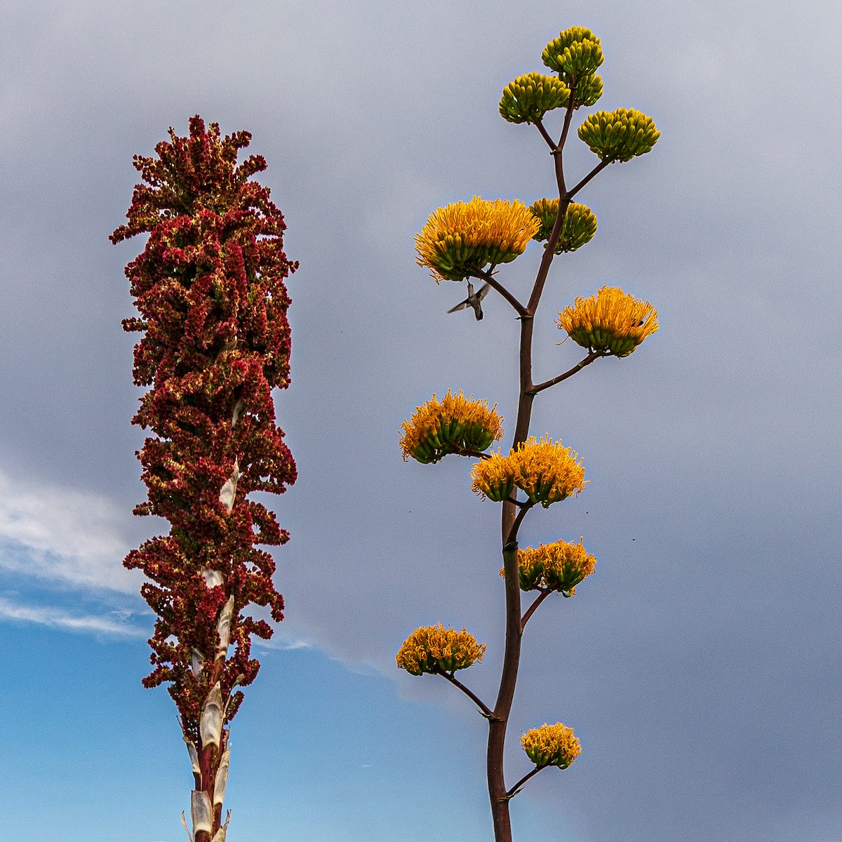 2019 July Hummingbird 01