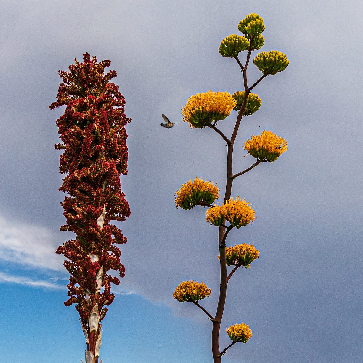 2019 July Hummingbird 02