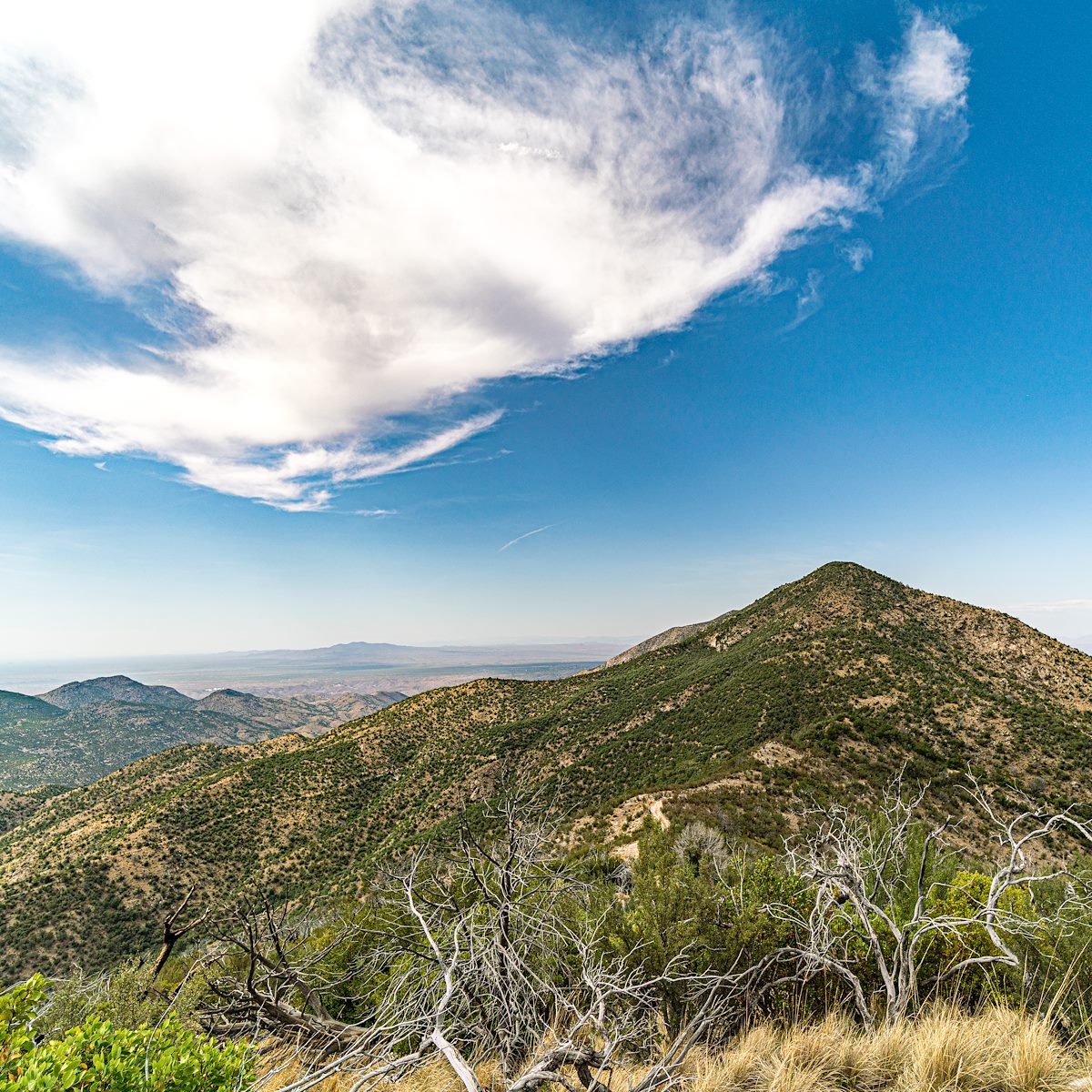 2019 July Oracle Ridge