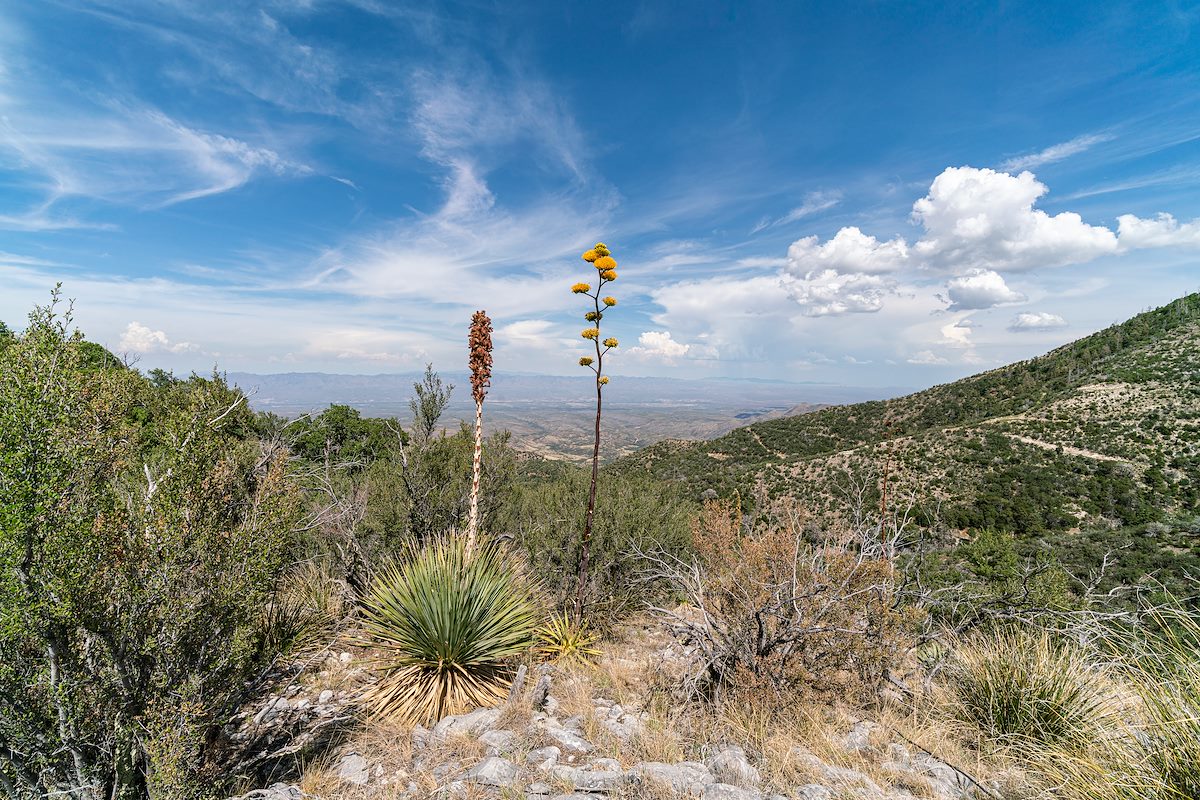 2019 July Ridgetop Blooms