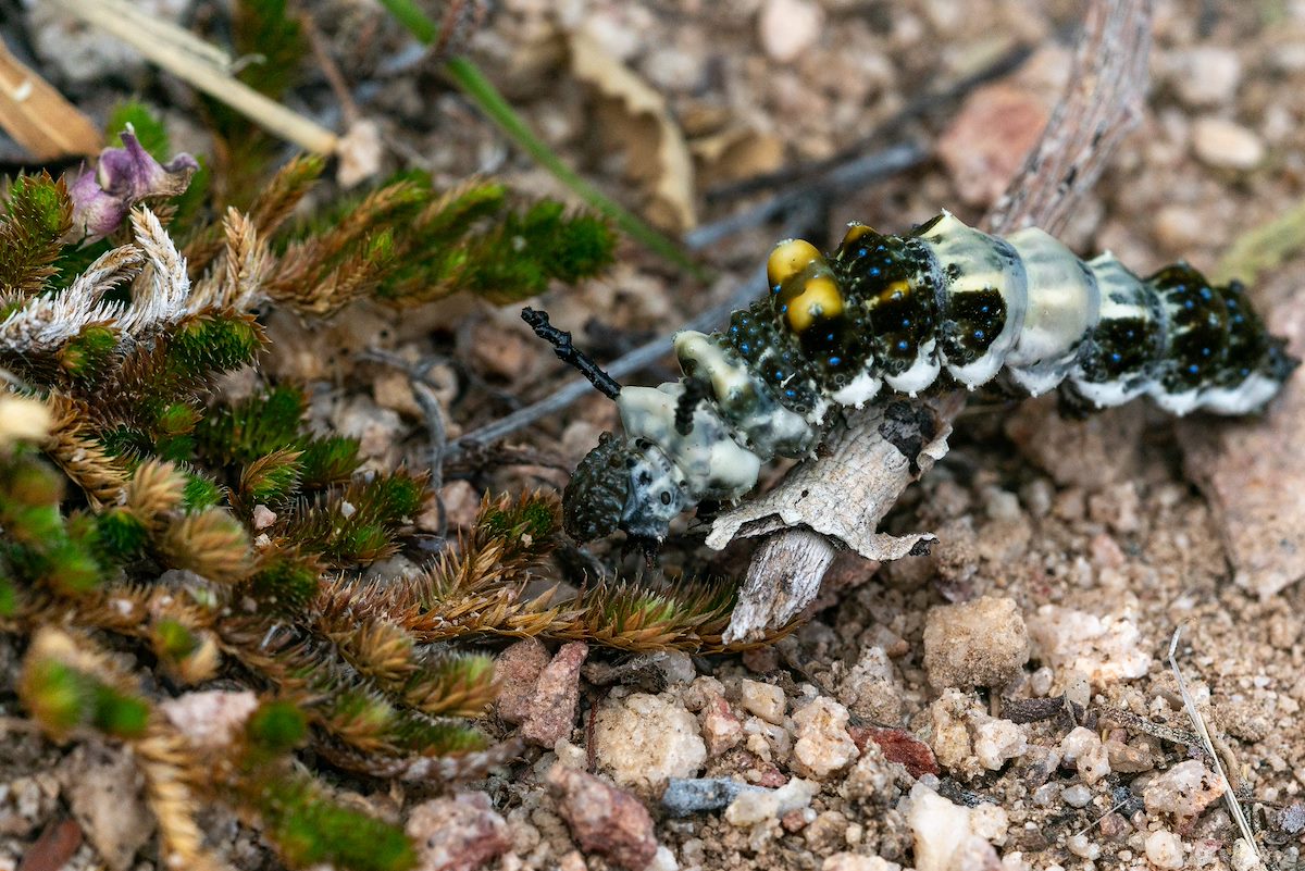 2019 March Caterpillar