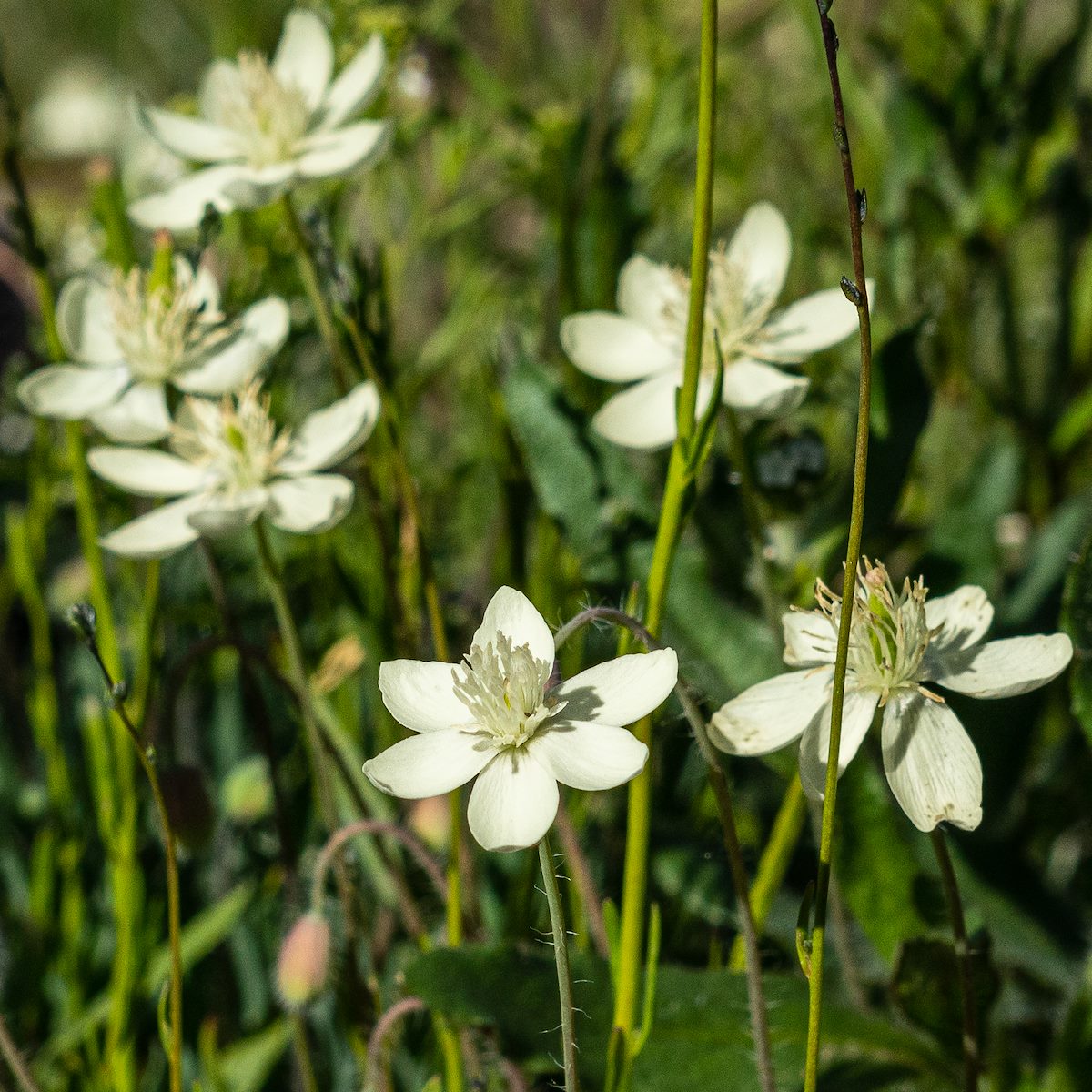 2019 March Cream Cups along the Pima Canyon Trail 01
