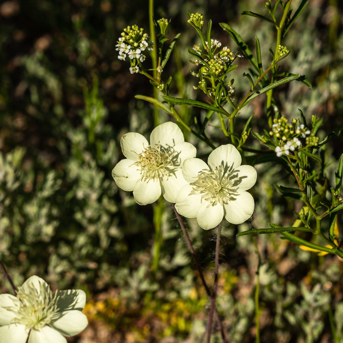 2019 March Cream Cups along the Pima Canyon Trail 02