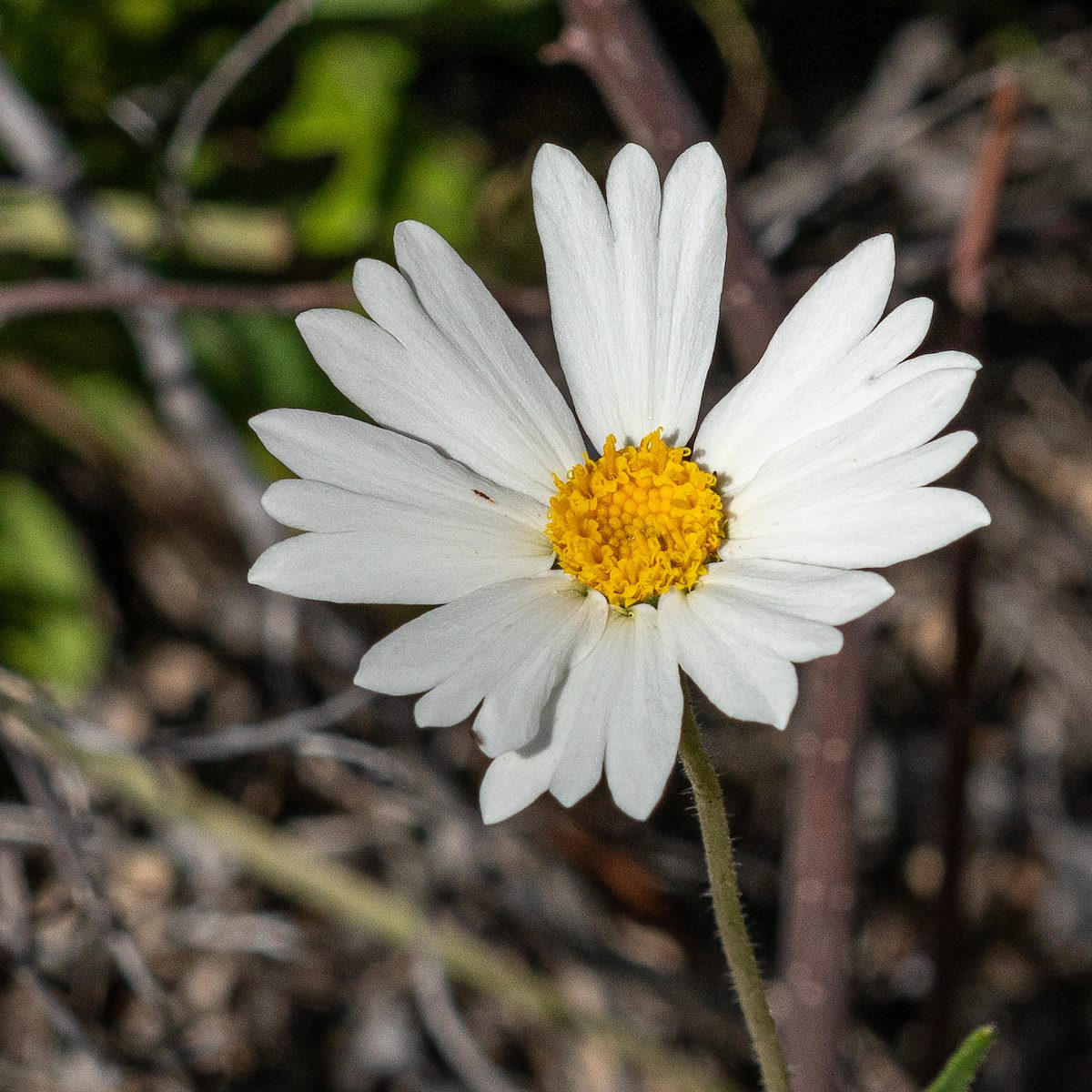 2019 March Daisy near the Pima Canyon Trail