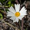 2019 March Daisy near the Pima Canyon Trail